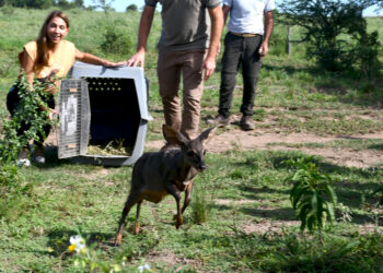 Se liberaron más de 20 ejemplares silvestres en Marull y La Para