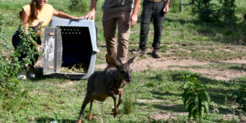 Se liberaron más de 20 ejemplares silvestres en Marull y La Para