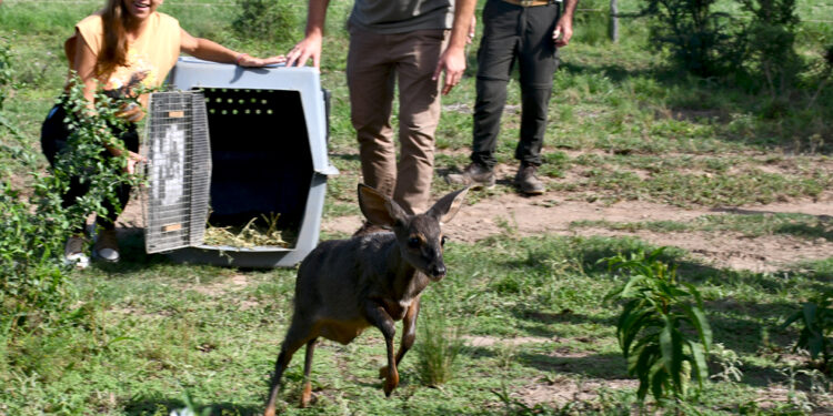 Los animales se rehabilitaron en la reserva Tatú Carreta y en el Parque de la Biodiversidad.