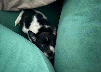 El mensaje de Maria Becerra tras la llegada de Pistón: «Adopten, no compren»