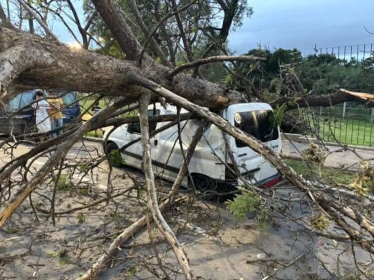 Un árbol cayó sobre un auto en la Costanera, cerca del puente Turín (foto gentileza eldoce.com)