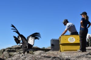 Liberación de dos cóndores con rastreador satelital: Rosita y Pocha
