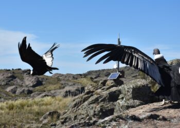 Liberación de dos cóndores con rastreador satelital: Rosita y Pocha