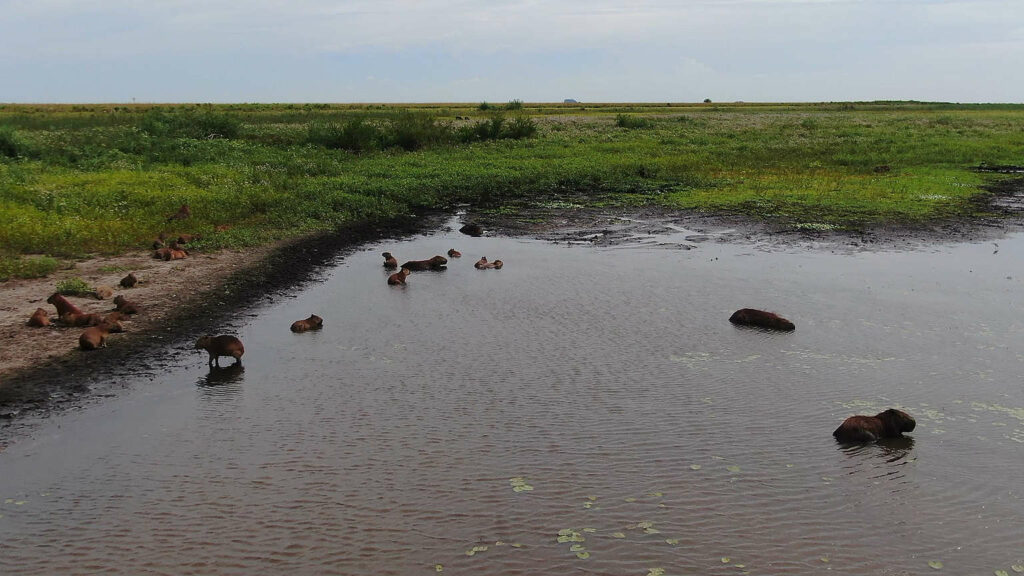 La crisis climática y la deforestación empeoran catástrofes como la de Bahía Blanca