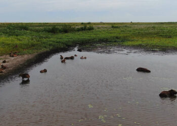La crisis climática y la deforestación empeoran catástrofes como la de Bahía Blanca