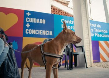 Córdoba impulsa castraciones gratuitas: turnos online y beneficios para la salud pública
