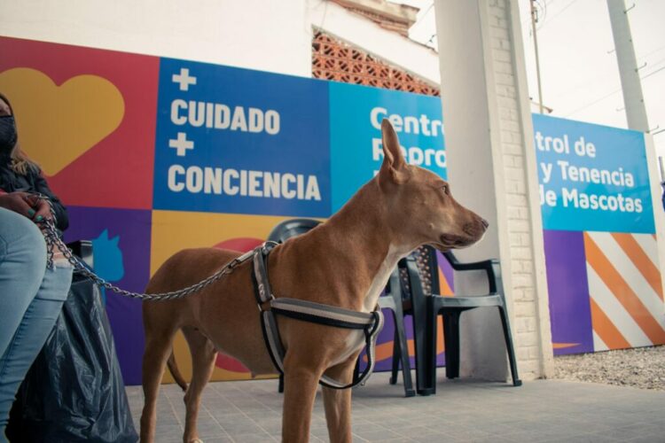 Córdoba impulsa castraciones gratuitas: turnos online y beneficios para la salud pública