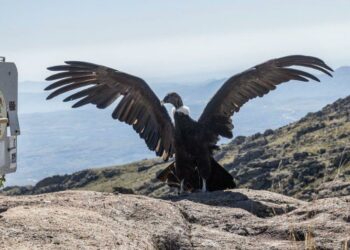 El compromiso de Córdoba con el rescate y rehabilitación de la fauna silvestre