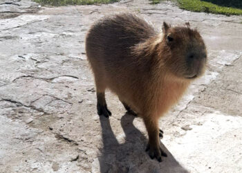 Un carpincho y nueve aves silvestres fueron rescatadas por la Policía Ambiental