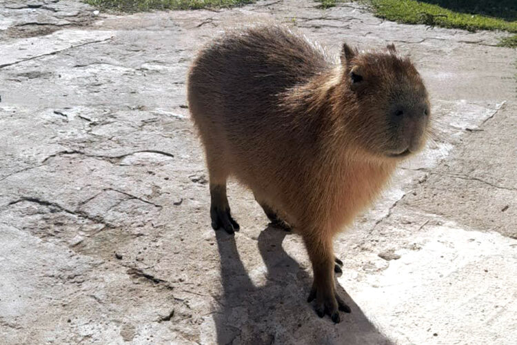 Un carpincho y nueve aves silvestres fueron rescatadas por la Policía Ambiental