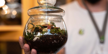 Mini mundos verdes: Los terrarios como refugio otoñal