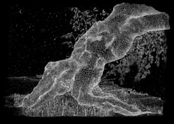 Comienza la tercera edición de la feria Selva en el 220cc