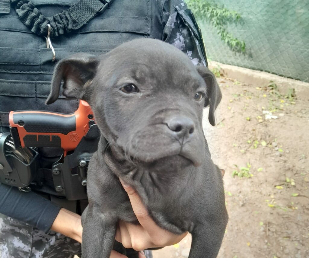 Quedó detenido por robar dos cachorros Pitbull de una casa