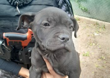 Quedó detenido por robar dos cachorros Pitbull de una casa