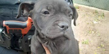 Quedó detenido por robar dos cachorros Pitbull de una casa