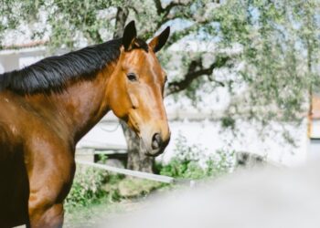 Rechazaron una demanda por un siniestro vial con un caballo suelto