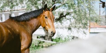 Rechazaron una demanda por un siniestro vial con un caballo suelto