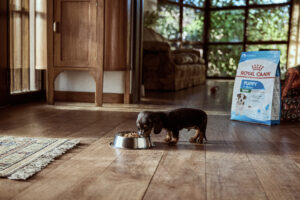 Royal Canin lanza la primera licencia por adopción de mascotas en empresas argentinas