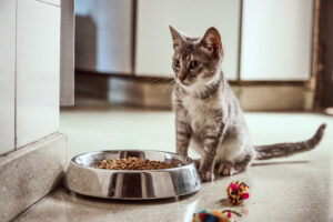 Royal Canin lanza la primera licencia por adopción de mascotas en empresas argentinas