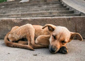 Día Internacional de los Animales Callejeros: adoptar para dar una segunda oportunidad