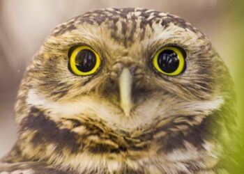 Aves migratorias en peligro: cómo afectan las ciudades y qué podemos hacer