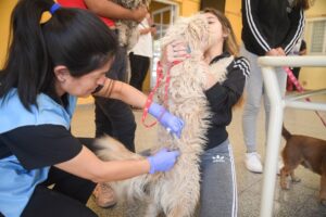 Campaña gratuita: vacunación y desparasitación de mascotas desde este lunes