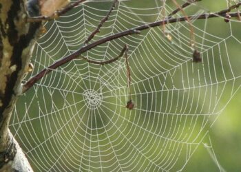 Descubren una nueva especie de araña violinista en Argentina