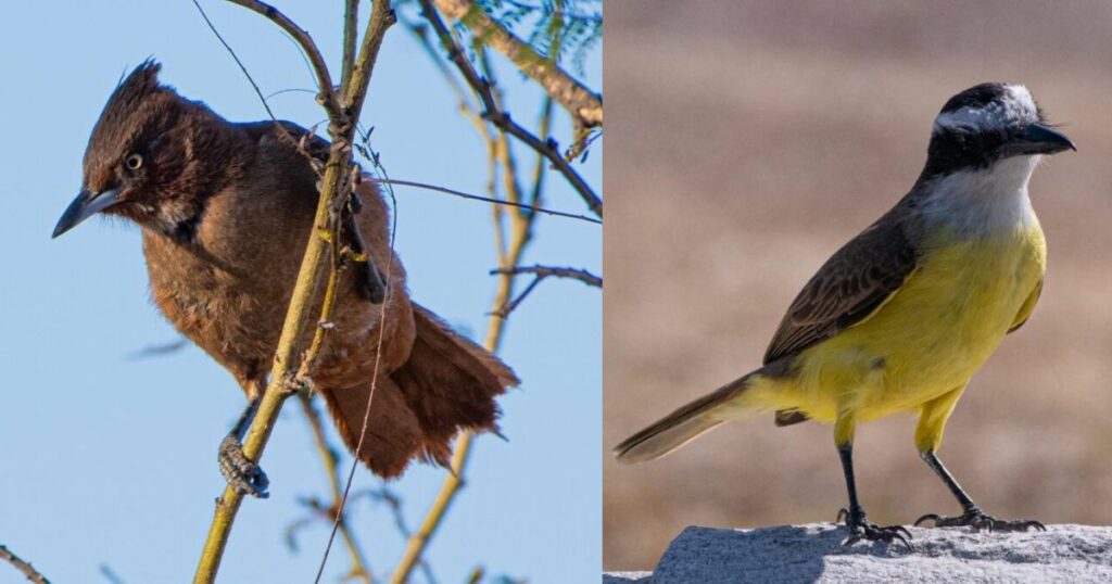 Día Mundial de las Aves: actividad gratuita en la Reserva San Martín por el Global Big Day