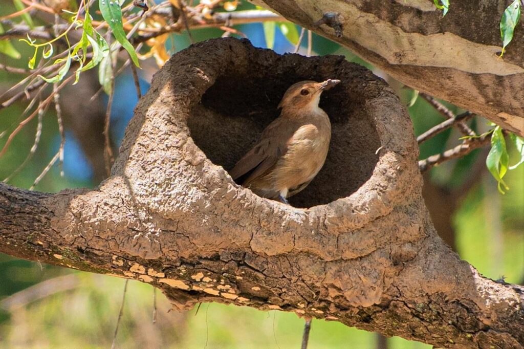 Día Mundial de las Aves: actividad gratuita en la Reserva San Martín por el Global Big Day Día Mundial de las Aves: actividad gratuita en la Reserva San Martín por el Global Big Day