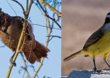 Día Mundial de las Aves: actividad gratuita en la Reserva San Martín por el Global Big Day