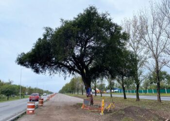 El quebracho de Av. Lucchese: lo que tarda el tiempo