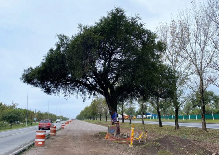 Quebracho en Av. Lucchese, Villa Allende.