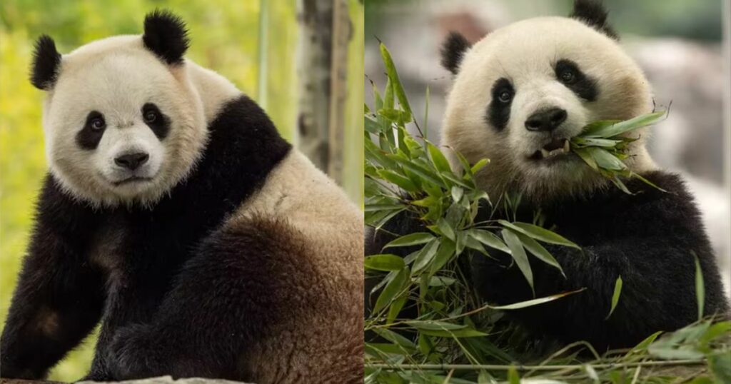 Historia de amor: Bao Li y Qing Bao despiertan esperanzas de conservación del panda