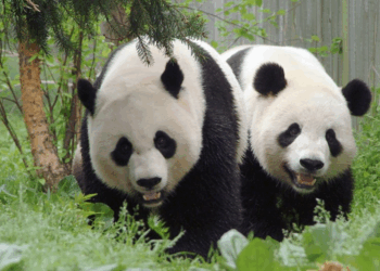 Historia de amor: Bao Li y Qing Bao despiertan esperanzas de conservación del panda