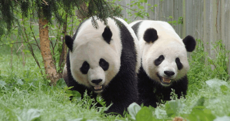 Un video muestra las principales interacciones de la pareja de pandas a través de una pequeña ventana.