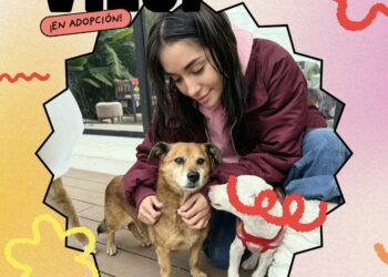 María Becerra rescató seis perros en Campana y promueve adopciones por Instagram