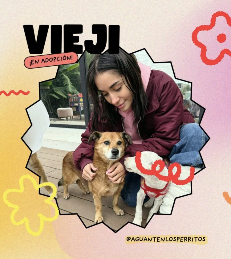 María Becerra rescató seis perros en Campana y promueve adopciones por Instagram