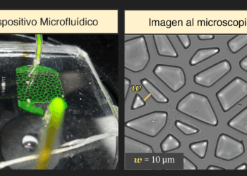 Científicos de la UNC crearon un microchip para estudiar bacterias en movimiento