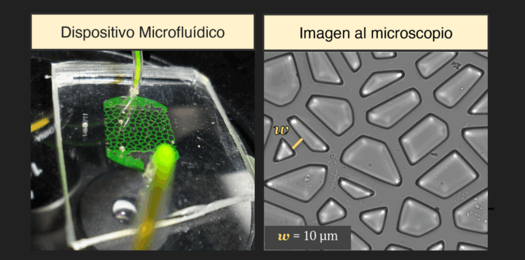 Detalles del microchip que imita la porosidad del suelo y vista del microscopio de los canales del dispositivo.