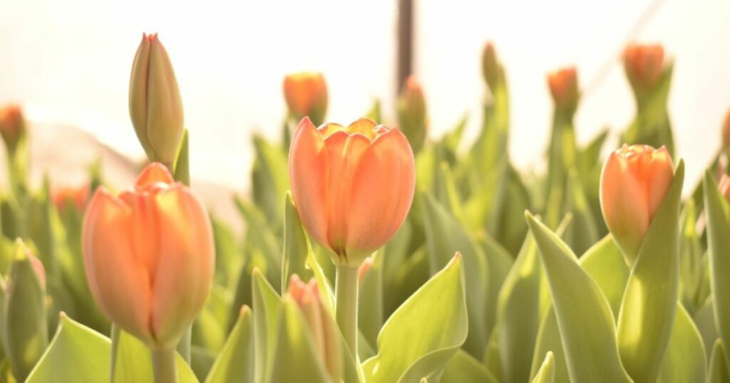 Mayo: el mes ideal para plantar tulipanes en Córdoba y disfrutar su floración en primavera