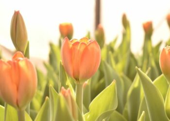 Mayo: el mes ideal para plantar tulipanes en Córdoba y disfrutar su floración en primavera