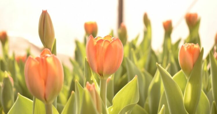 Foto: Despeñaderos Florece, emprendimiento de flores de corte en el interior cordobés.