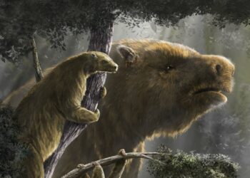 La evolución de los perezosos gigantes. Científicos del Conicet