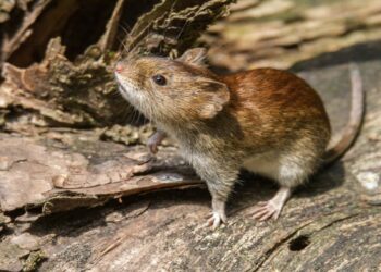 Recomendaciones ante los nuevos casos de fiebre hemorrágica argentina