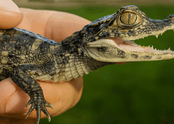 Trasladan animales silvestres rescatados a un centro especializado en Santa Fe