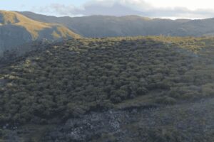 Aplican un herbicida para controlar especies invasoras en las sierras de Córdoba Aplican un herbicida para controlar especies invasoras en las sierras de Córdoba