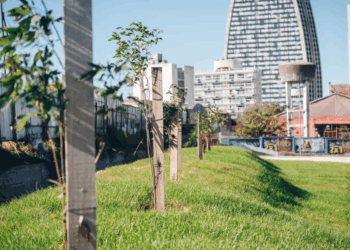 Avanza la construcción de la nueva plaza del Concejo Deliberante con la plantación de 200 árboles nativos