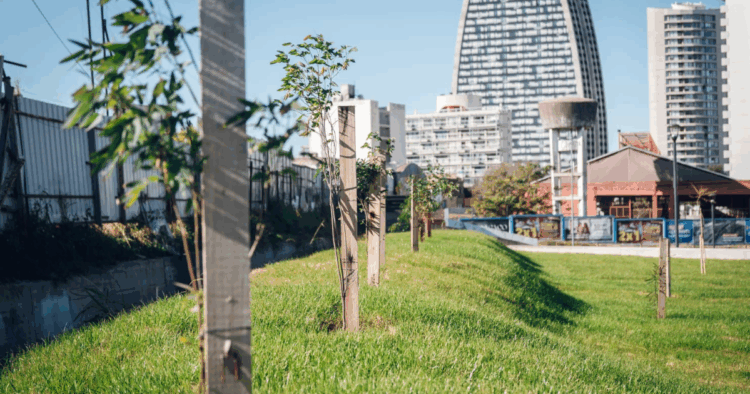 Avanza la construcción de la nueva plaza del Concejo Deliberante con la plantación de 200 árboles nativos
