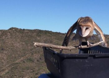 En total fueron 17 aves.