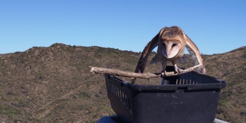En total fueron 17 aves.